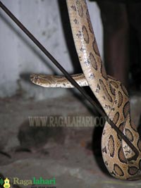 Saikiran with Snakes